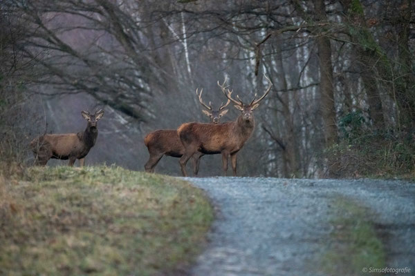 group of red deer stags, Germany, Nikon D850