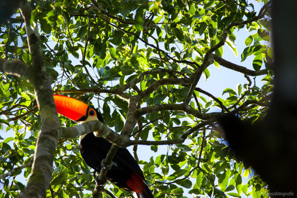 Toco toucan, Iguazu, Argentina, Nikon D7200