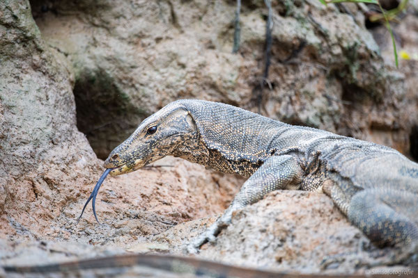 Monitor lizard, Kinabatang, Borneo, Nikon D850