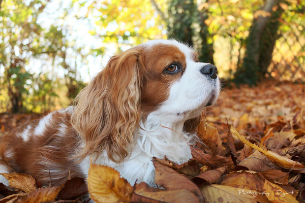 #Cavalier King Charles #cute #dog #automne #chien
