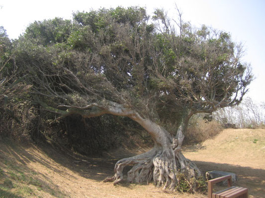 Tree at the windy coast