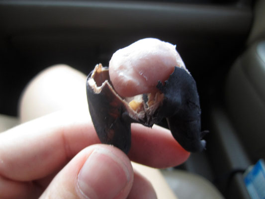 It is a kind of water chestnut and very delicious
