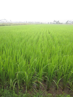 Rice field