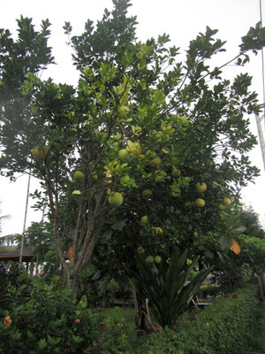 Pomelo tree