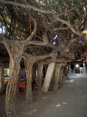Dragon tree