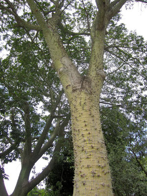 Probably not a good climbing tree