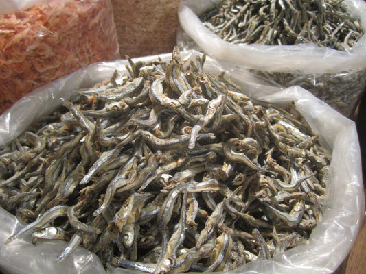 Fish close up