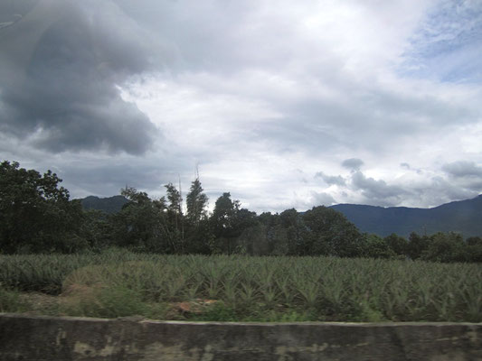 Pinaples
