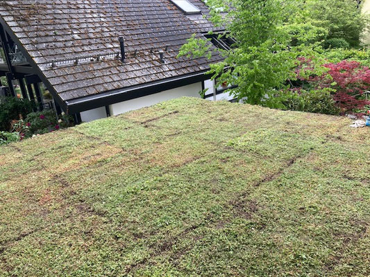 Beispiel-Nr. CG23  CG Carport-Garage hier mit Gründach als Extra inkl. Dachverstärkung