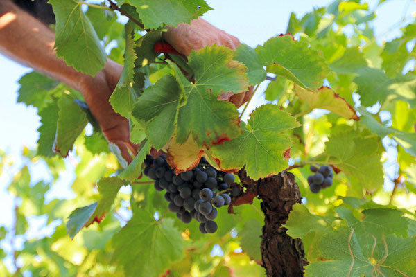 Vacances chez des viticulteurs ardéchois