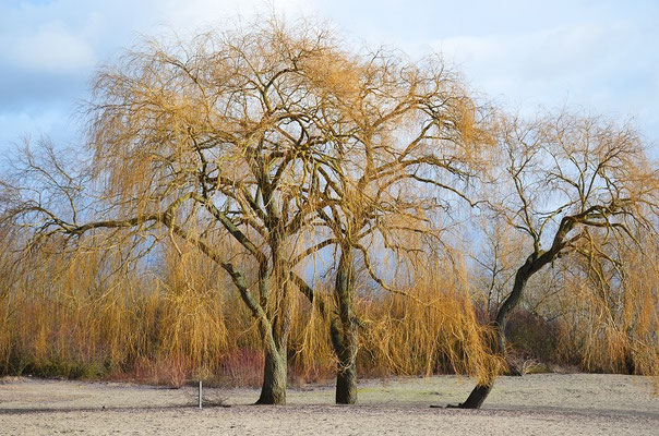 trauerweiden im sonnigen winter