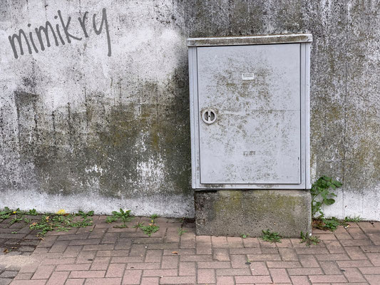 mimikry