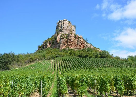 Vignes au pied de la Roche de Solutré