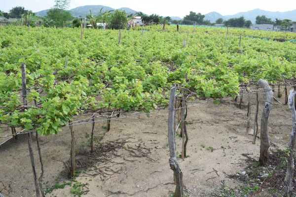 vignoble-vignes-en-pergola-phan-rang-vietnam-oenotourisme