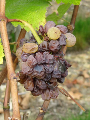 raisins-chenin-blanc-passerillage-pourriture-noble-botrytis