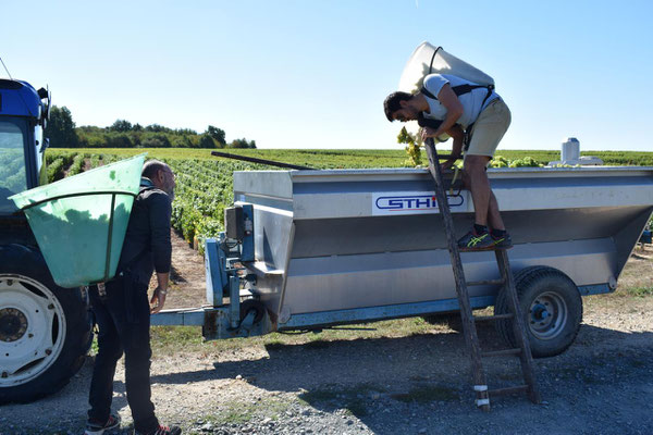 atelier-vendanges-manuelles-Vallee-Loire-Vouvray-Tours-Amboise-Rendez-Vous-dans-les-Vignes