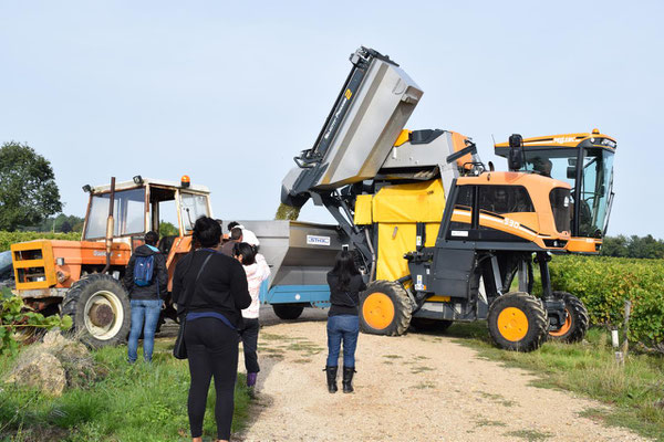 participer-atelier-vendanges-manuelles-recolte-raisins-Vallee-Loire-Vouvray-Tours-Amboise-Rendez-Vous-dans-les-Vignes