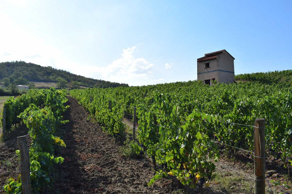 oenotourisme-vignoble-la-madone-champdieu-forez-loire