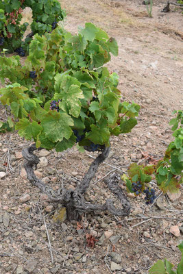 Beaujolais-cru-Fleurie-sols-granite-rose-La-Madone-oenotourisme-Rendez-Vous-dans-les-Vignes
