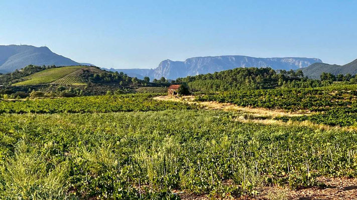 oenotourisme-saint-chinian-berlou-vignes-schiste