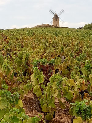 Moulin-a-Vent-cru-Beaujolais-oenotourisme-Rendez-Vous-dans-les-Vignes