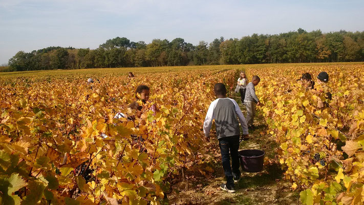 atelier-vendanges- enfants-classes-écoles-vignoble-Vouvray-Touraine-Vallee-Loire