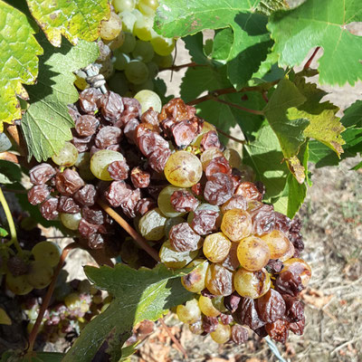 vendanges-vouvray-touraine-vallee-loire-chenin-blanc-vin-moelleux-liquoreux