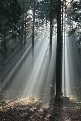 forest | © Daniel Koch | Fotografie Hamburg