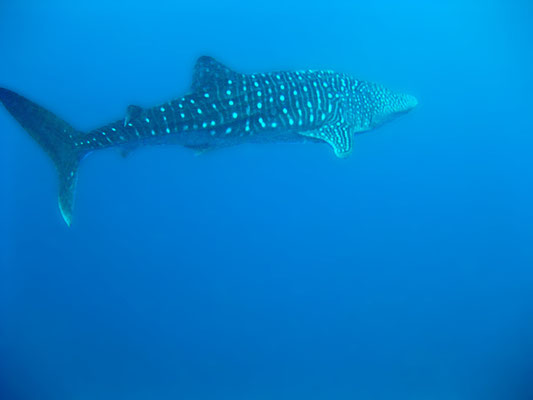  whaleshark | © Daniel Koch | Fotografie Hamburg