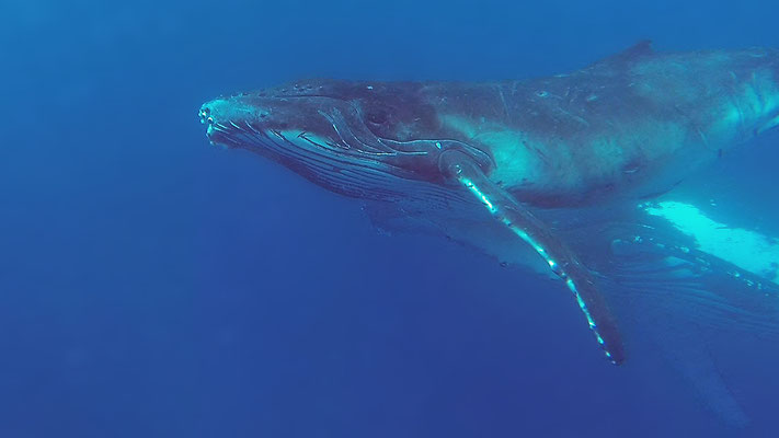 humpback whale | © Daniel Koch | Fotografie Hamburg