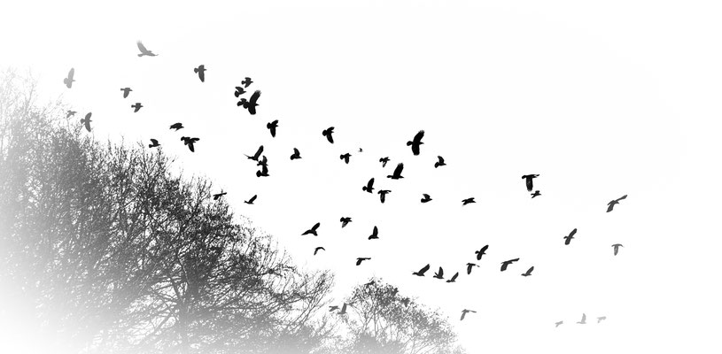 Crow | © Daniel Koch | Fotografie Hamburg
