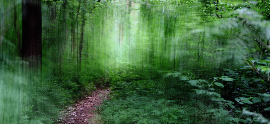in the forest | © Daniel Koch | Fotografie Hamburg