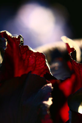 Gardenlights | © Daniel Koch | Fotografie Hamburg