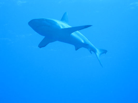 Shark  | © Daniel Koch | Fotografie Hamburg