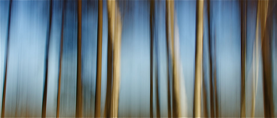 beech | © Daniel Koch | Fotografie Hamburg
