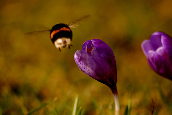 Hummel gegen die Schwerkraft | © Daniel Koch | Fotografie Hamburg