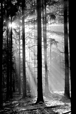 Nebel Wald | © Daniel Koch | Fotografie Hamburg