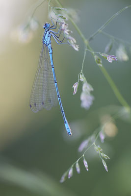 Firefly  | © Daniel Koch | Fotografie Hamburg