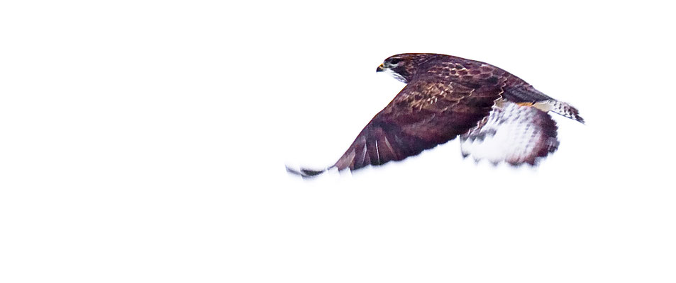 Bussard | © Daniel Koch | Fotografie Hamburg