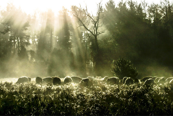 sheep | © Daniel Koch | Fotografie Hamburg