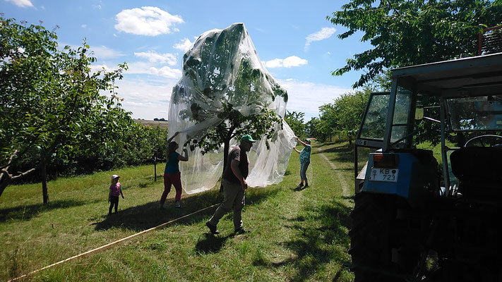 Netz gegen die Kirschessigfliege wird vom Kirschbaum entfernt