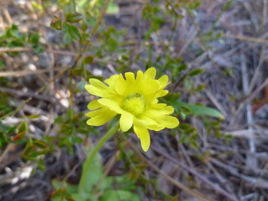 Butterwort, small--Pinguicula lutea