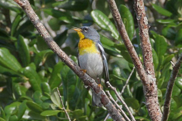 Northern parula. Copyright 2012 William E. Heyd.  All rights reserved.