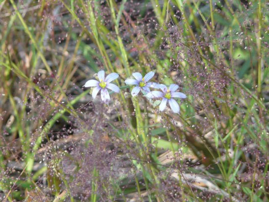 Blue-eyed grass--Sisyrinchium angustifolium