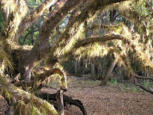 Wild Pine-Tillandsia setacea