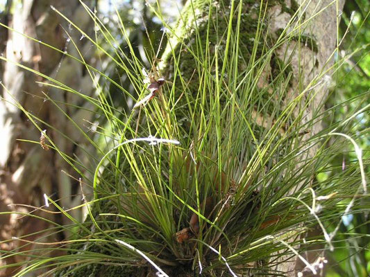 Wild Pine-Tillandsia setacea