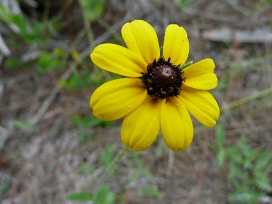 Black-eyed Susan--Rudbeckia hirta