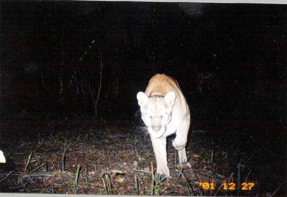Male panther in Carlton Reserve Dec. 2001