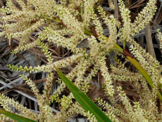 Saw Palmetto-Serenoa repens