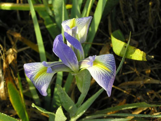 Iris, Southern Blue Flag (Iris virginica)